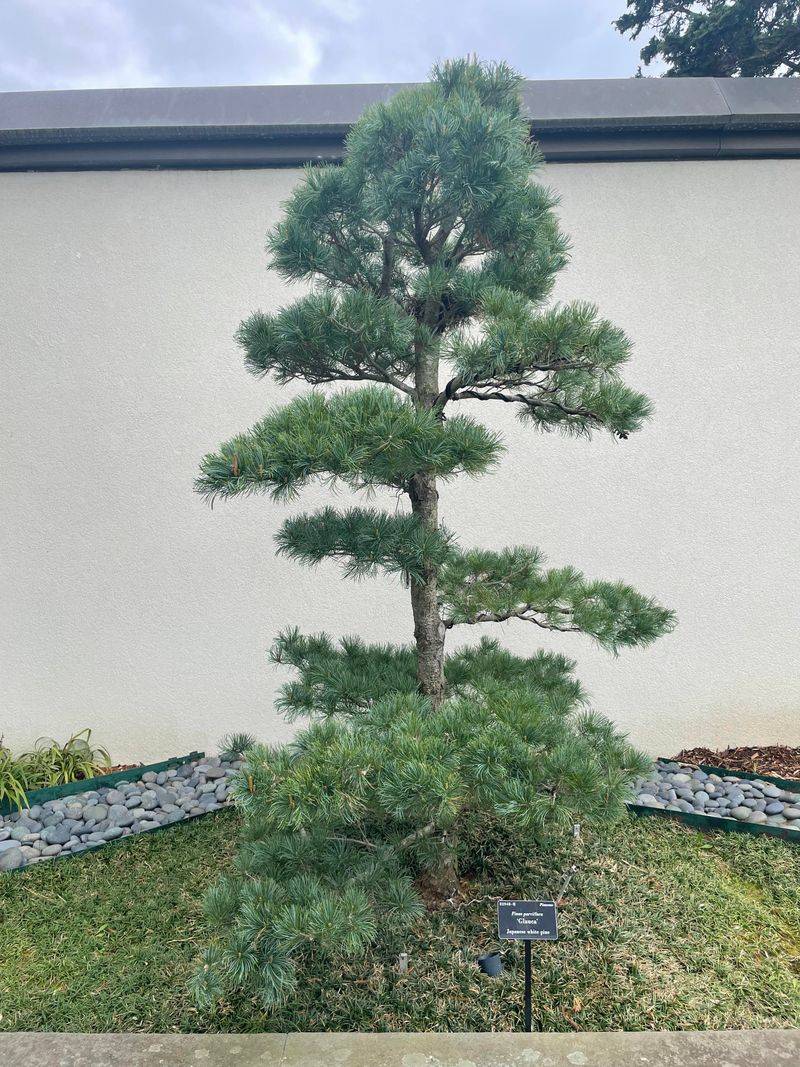 White Pine