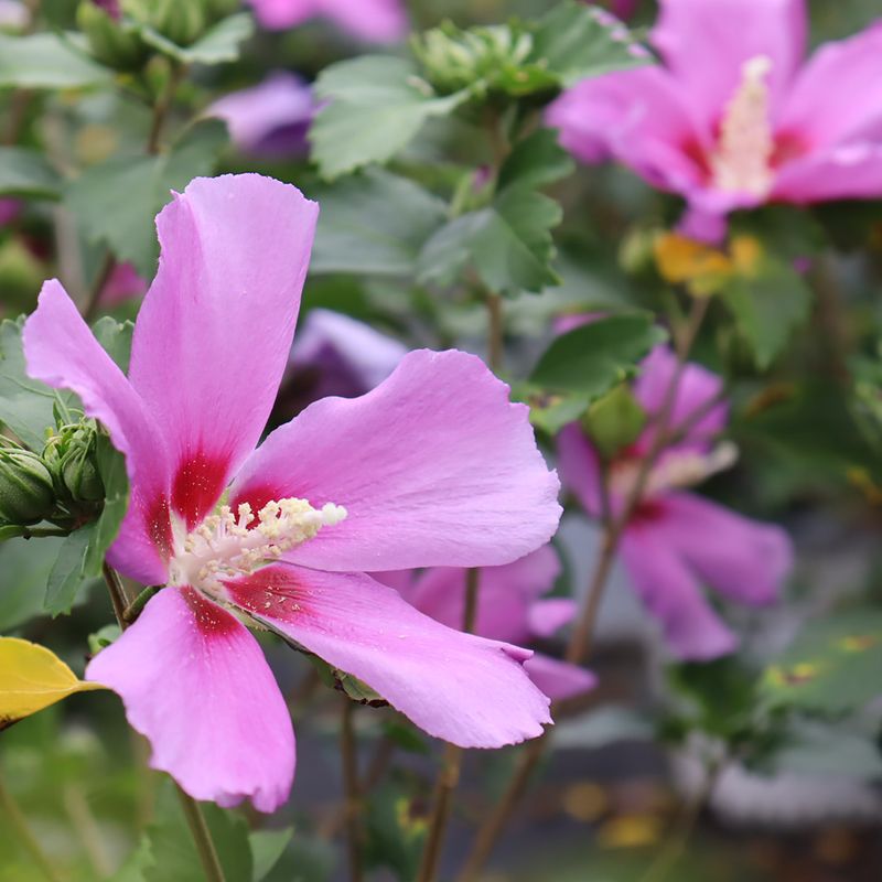 Rose of Sharon