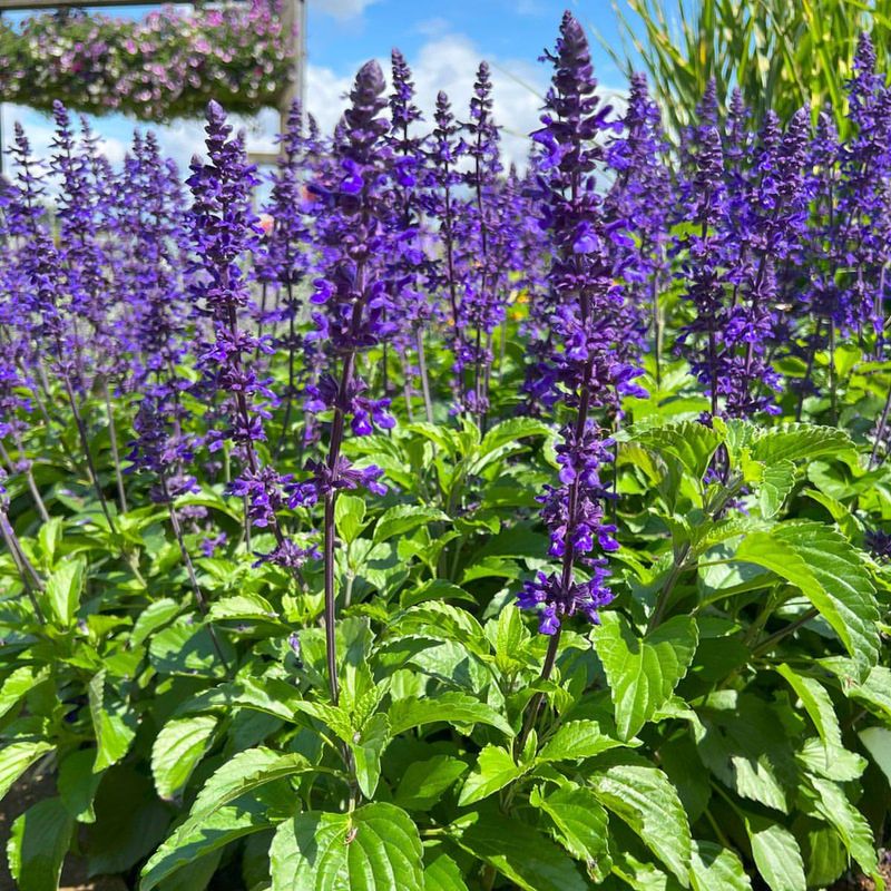 Salvia Needs Mid-Season Haircut