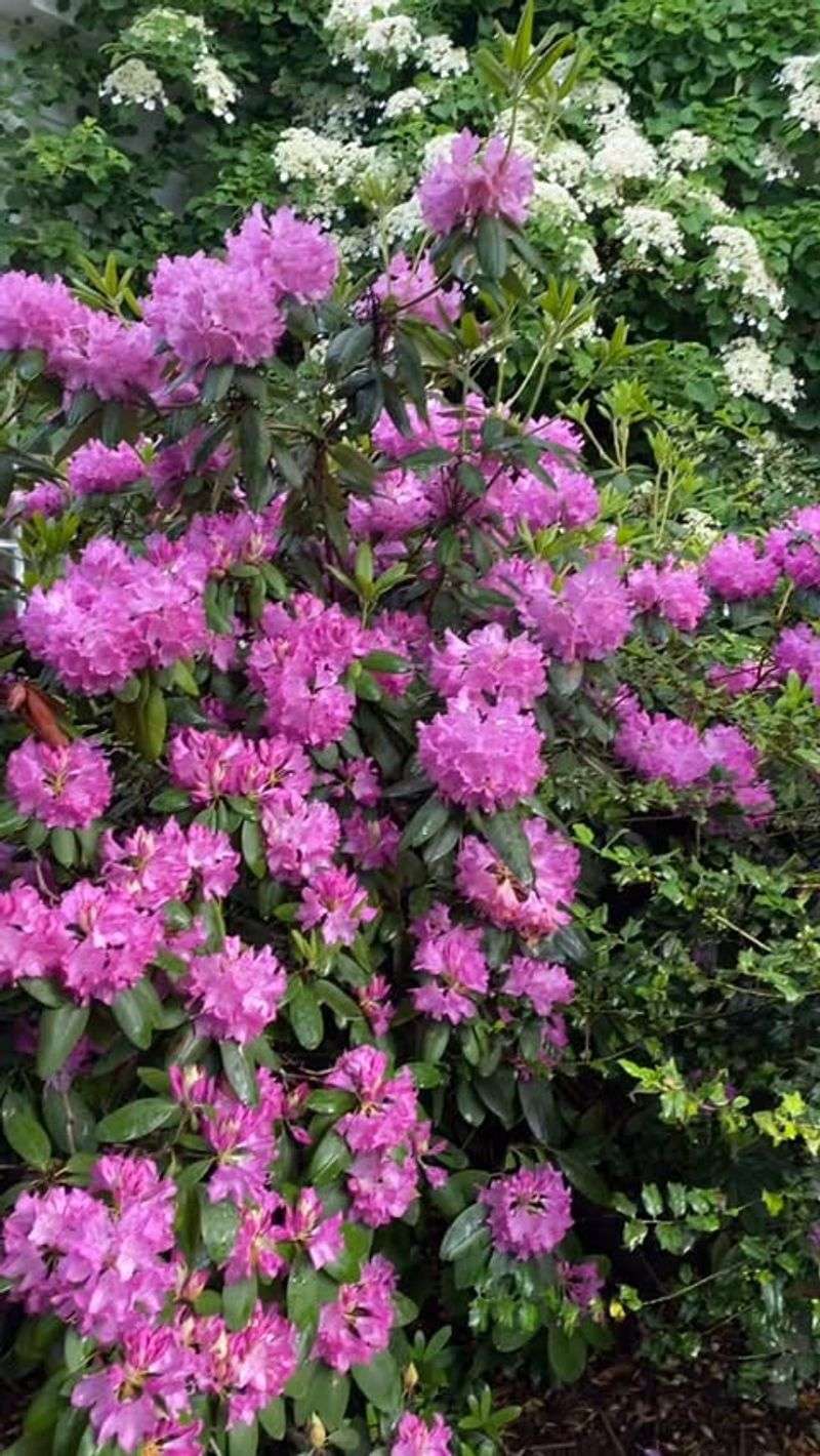 Rhododendrons Need Deadheading Only