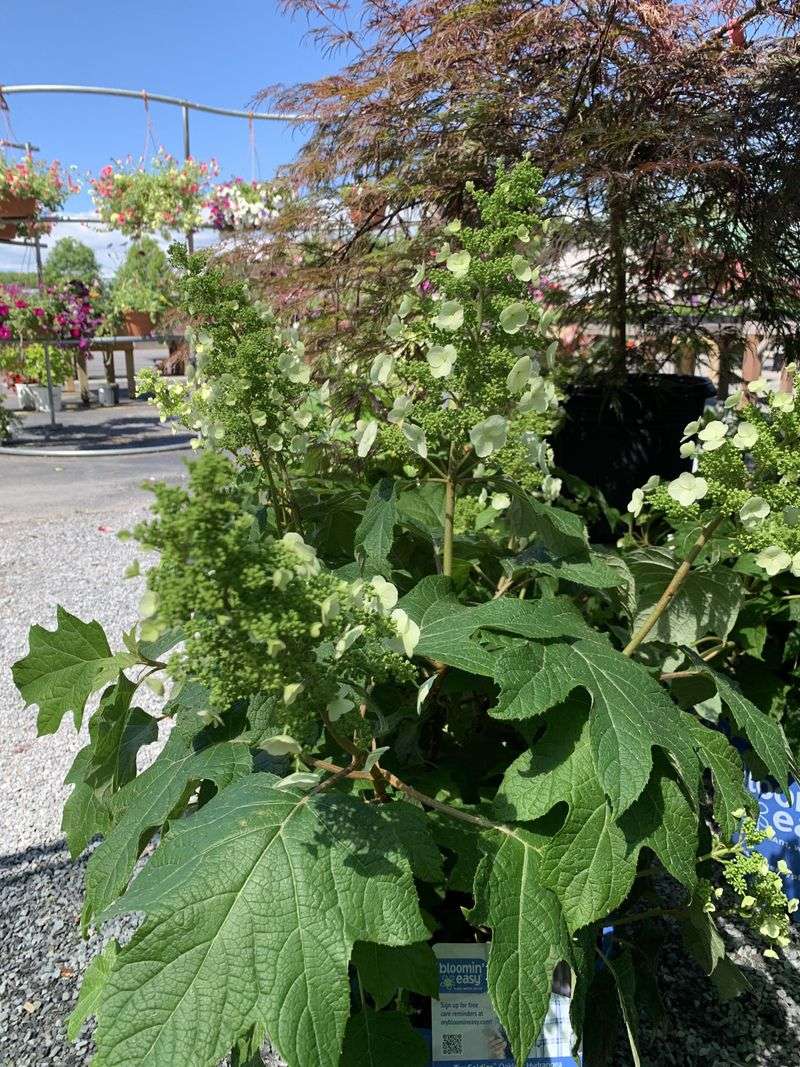 Oakleaf Hydrangea