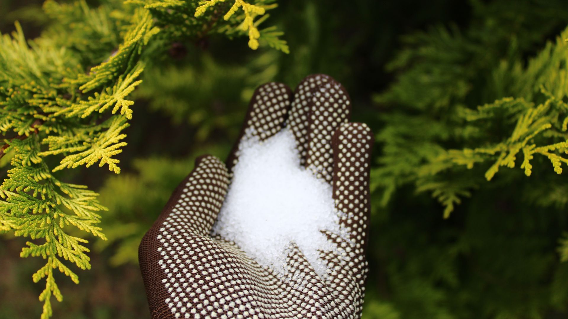 epsom salt for garden