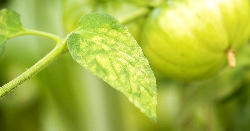 Sunburn Protection For Sensitive Plants