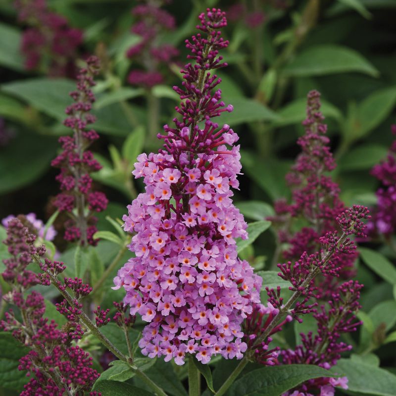 Attracts Butterflies To Your Doorstep