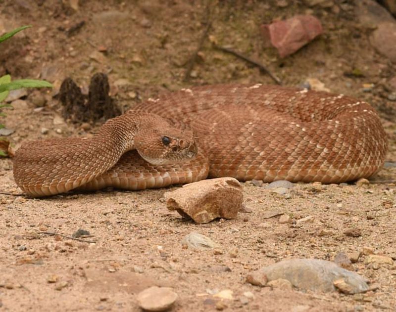 Snake-Repelling Plants For Your Garden