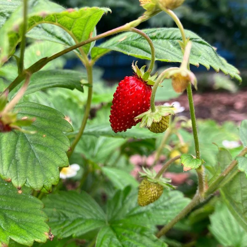Woodland Strawberry (Fragaria vesca)