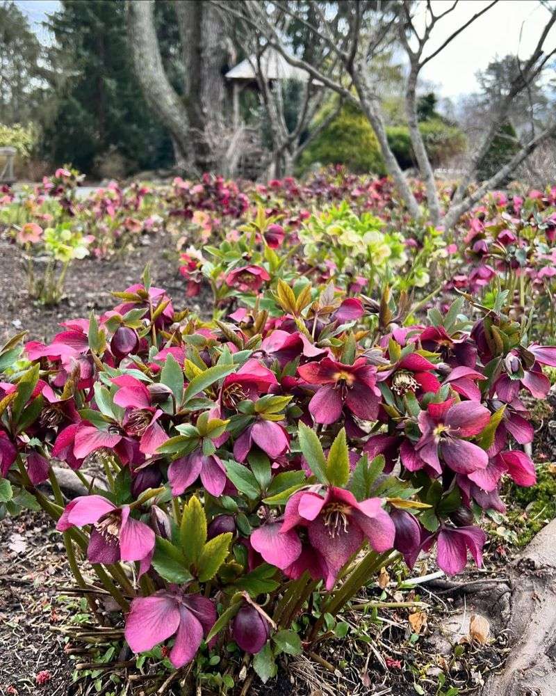 Hellebore