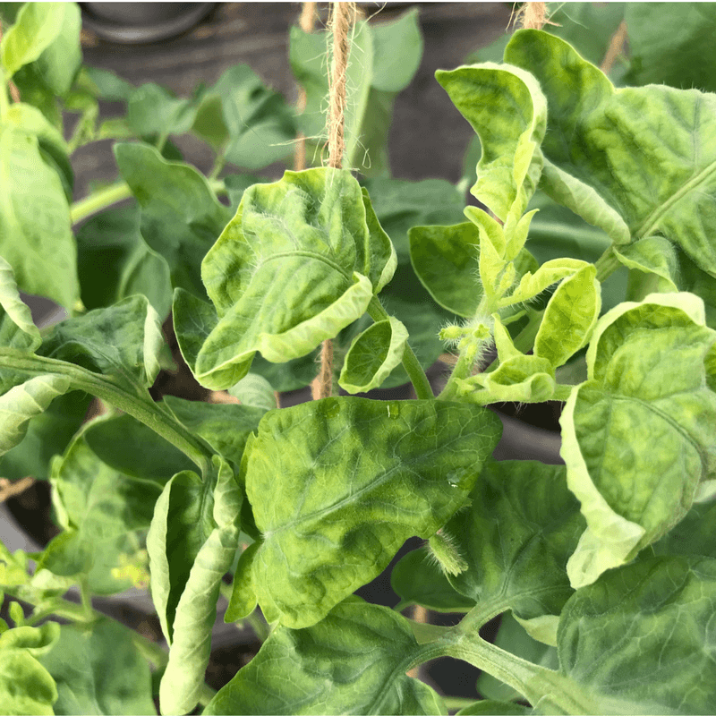 Heat Stress Causes Upward Curling