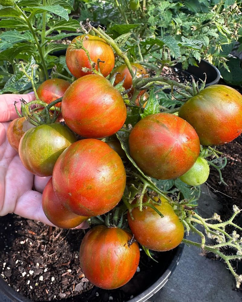 Tomatoes Worth The Wait