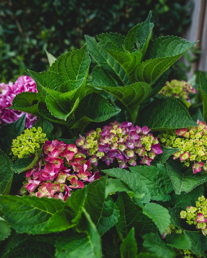 Hydrangeas