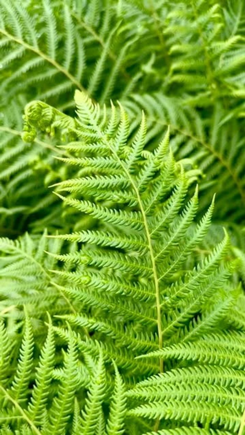 Ferns For Lush Green Coverage