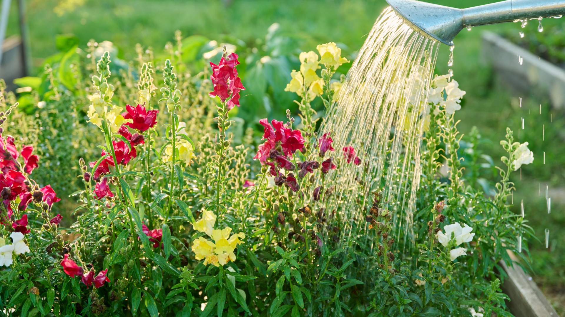 What You Should Be Doing To Your Garden During This Heatwave