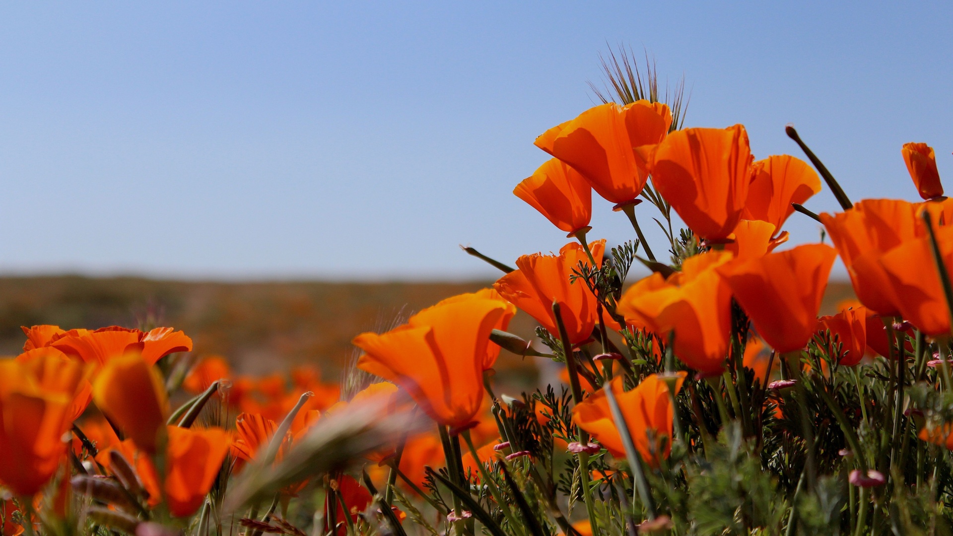 What To Plant In Late Summer In California: Drought-Tolerant Picks That Thrive