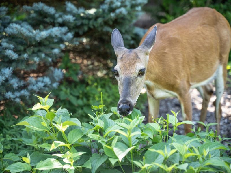 Reducing Deer Temptation