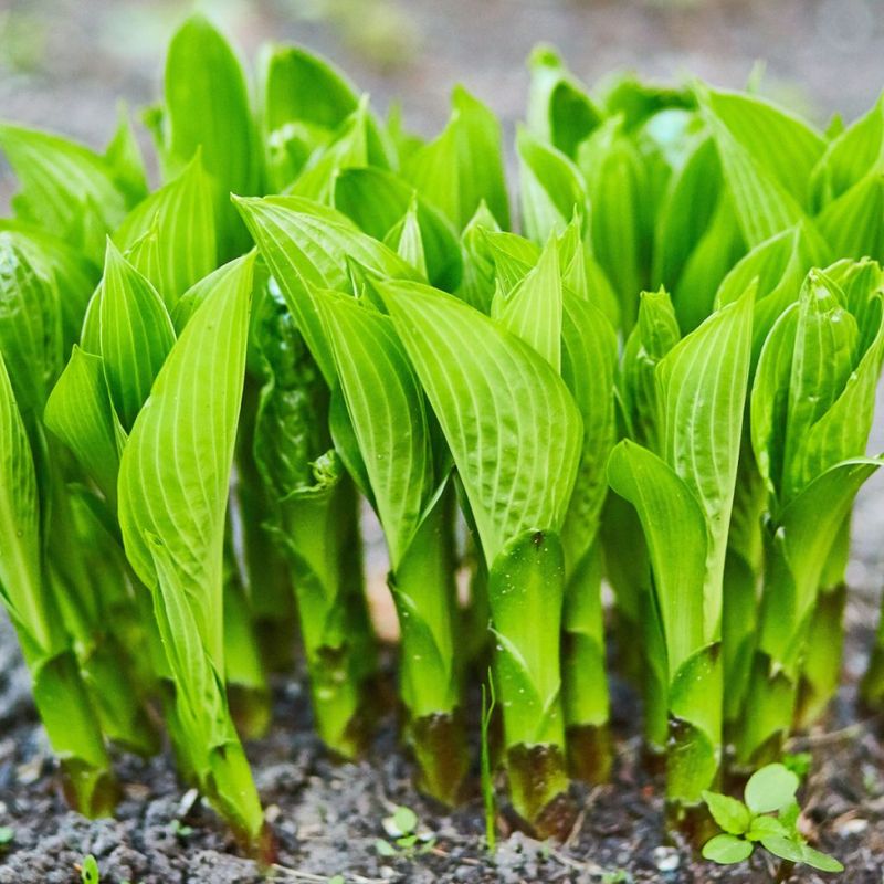 Focusing Growth In Young Plants