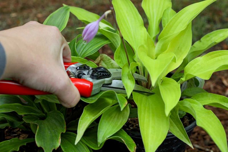Preparing Plants For Division