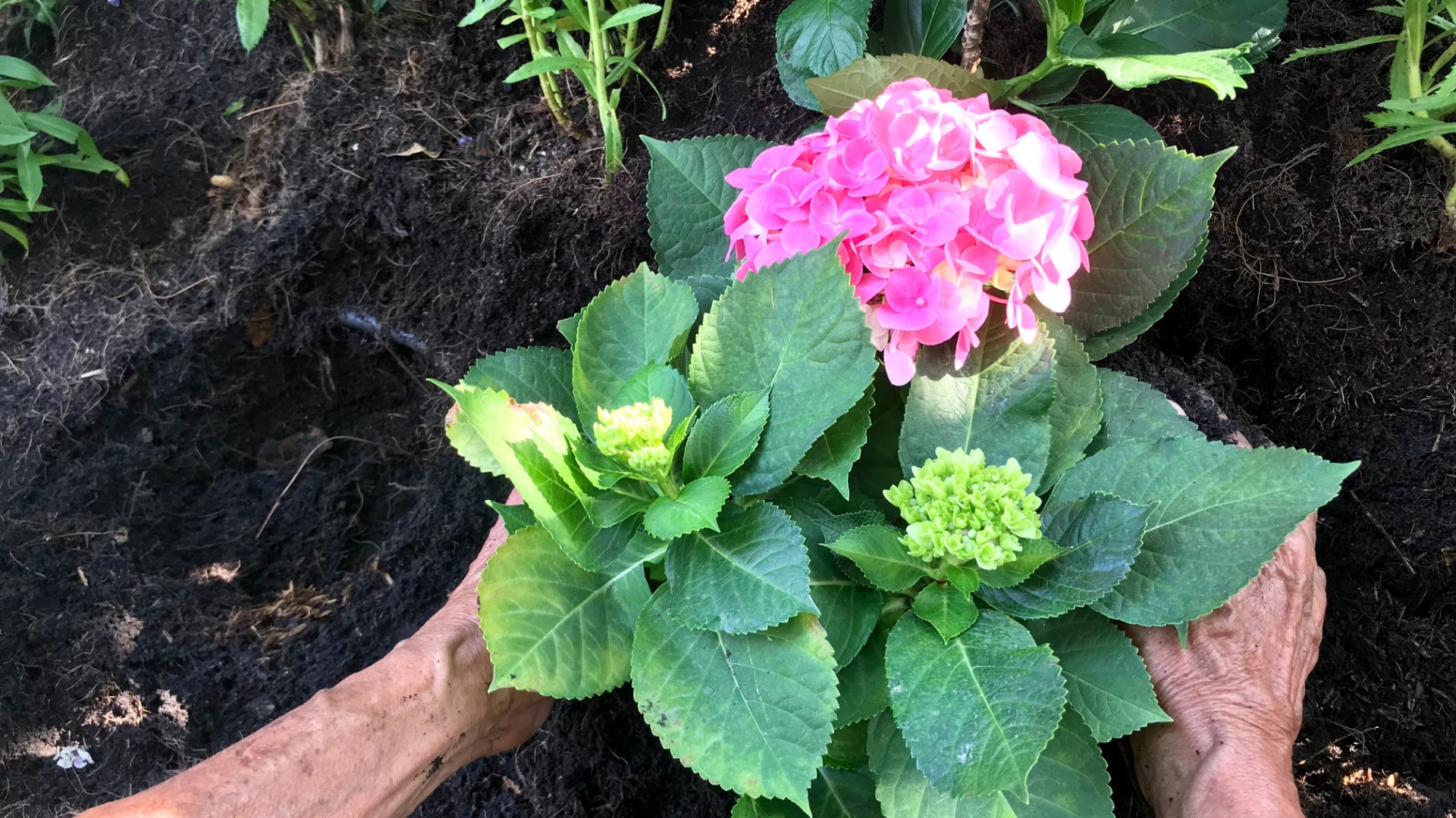 Where To Plant Hydrangeas So They Thrive For Years
