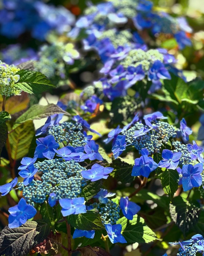 Morning Sun, Afternoon Shade