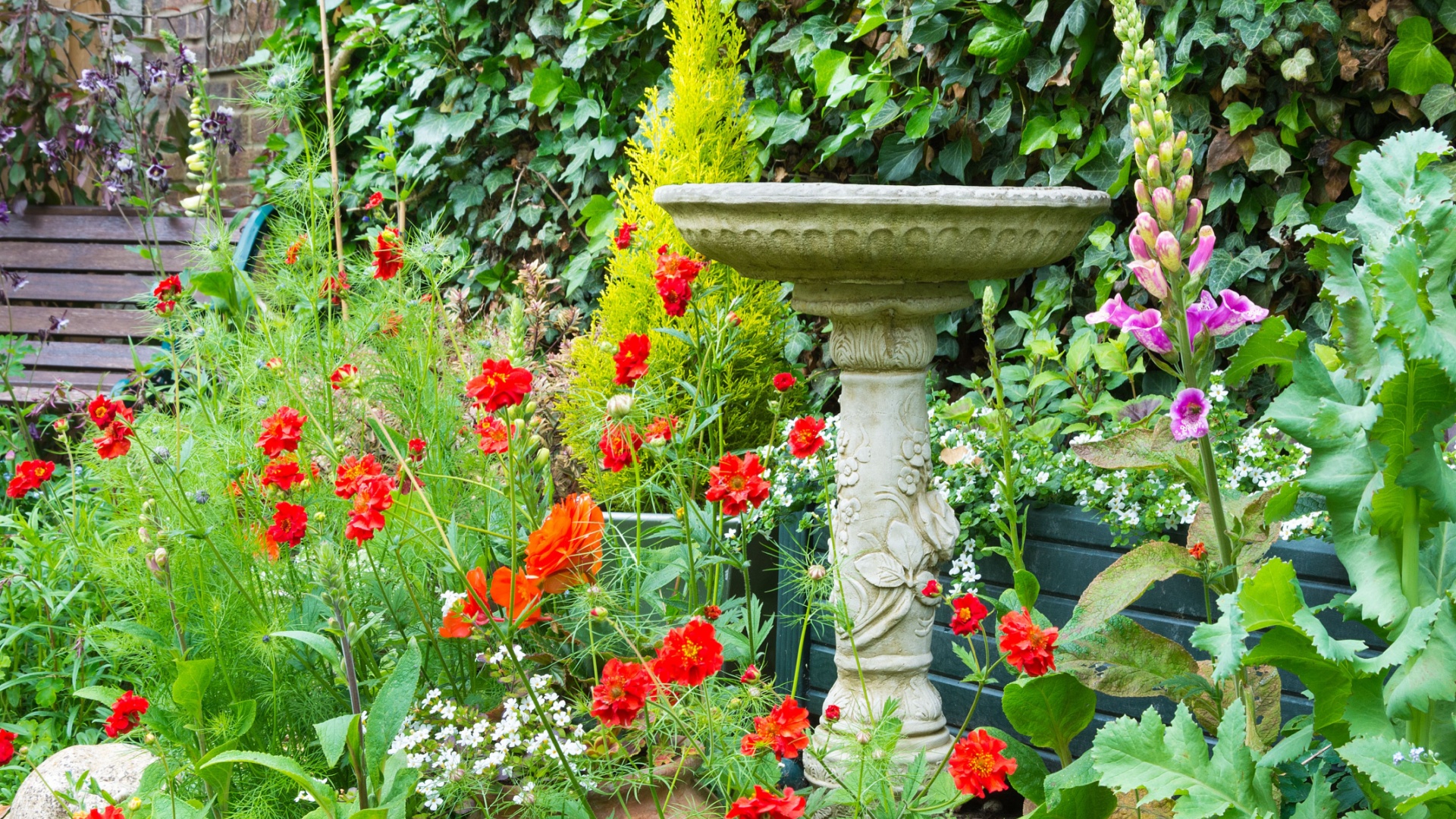 Where To Put Bird Bath In Garden To Help Birds Stay Cool In Scorching Heat