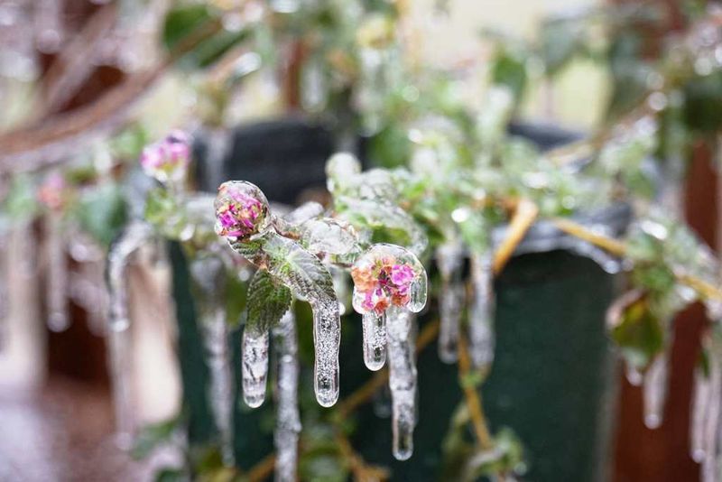 During Freezing Temperatures