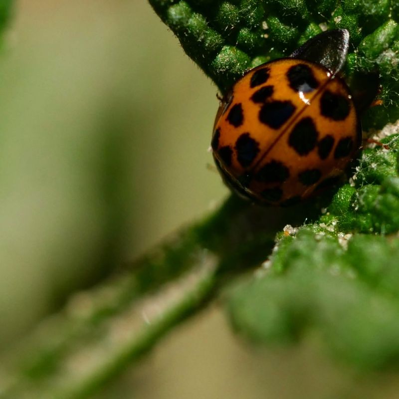 Ladybugs