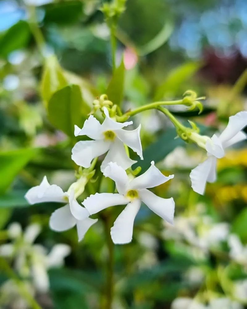 Star Jasmine