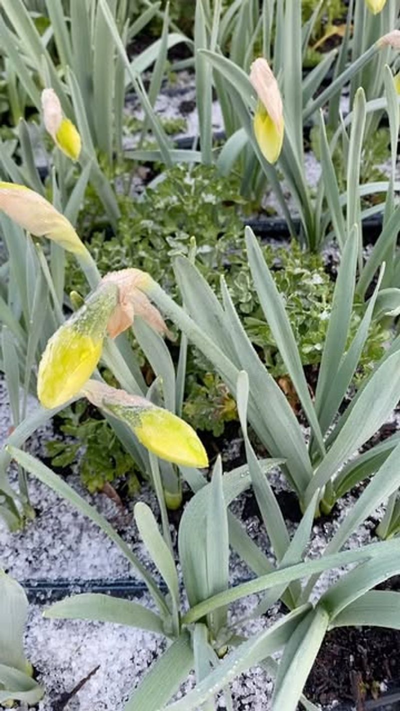 White Daffodils: Vanishing Act