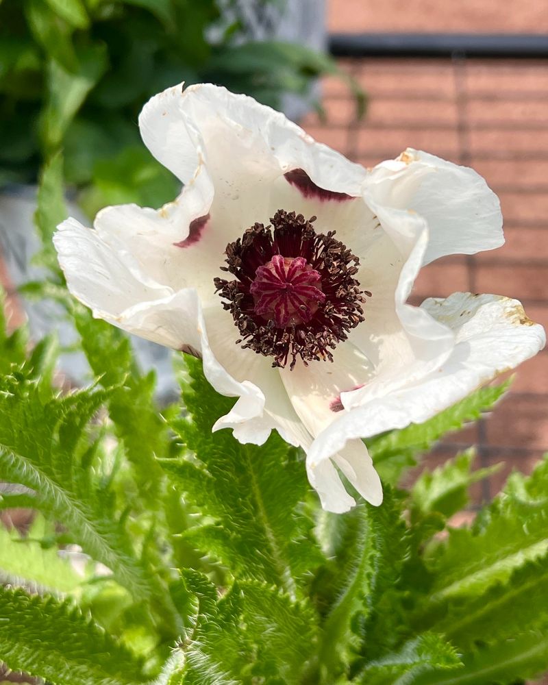 White Oriental Poppies: Here Today, Gone Tomorrow