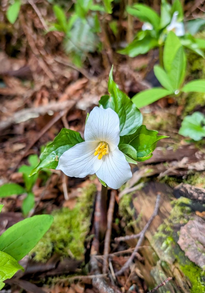 White Trillium: Woodland Wilter