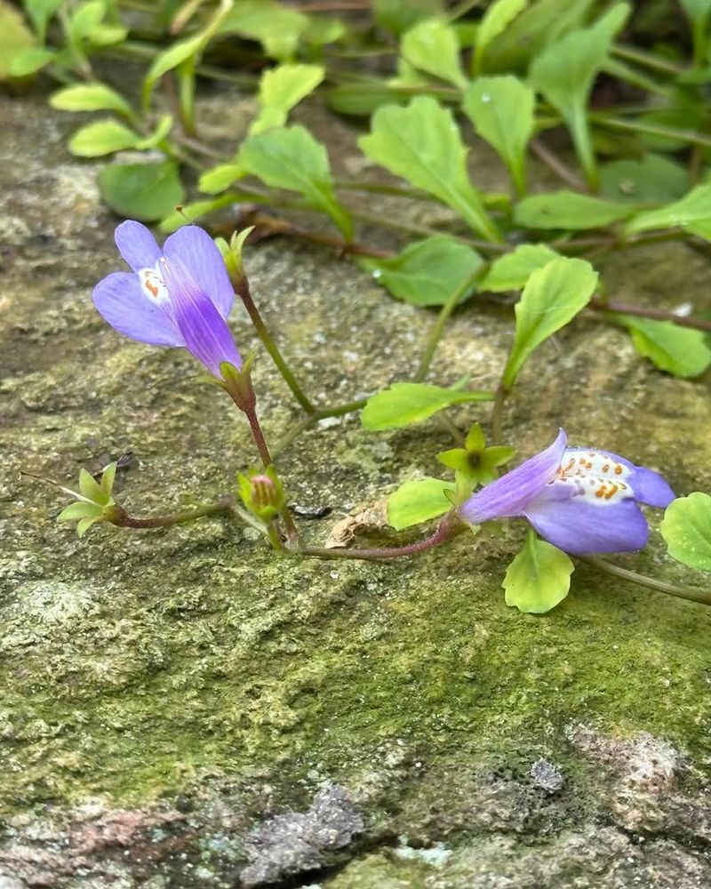 Mazus