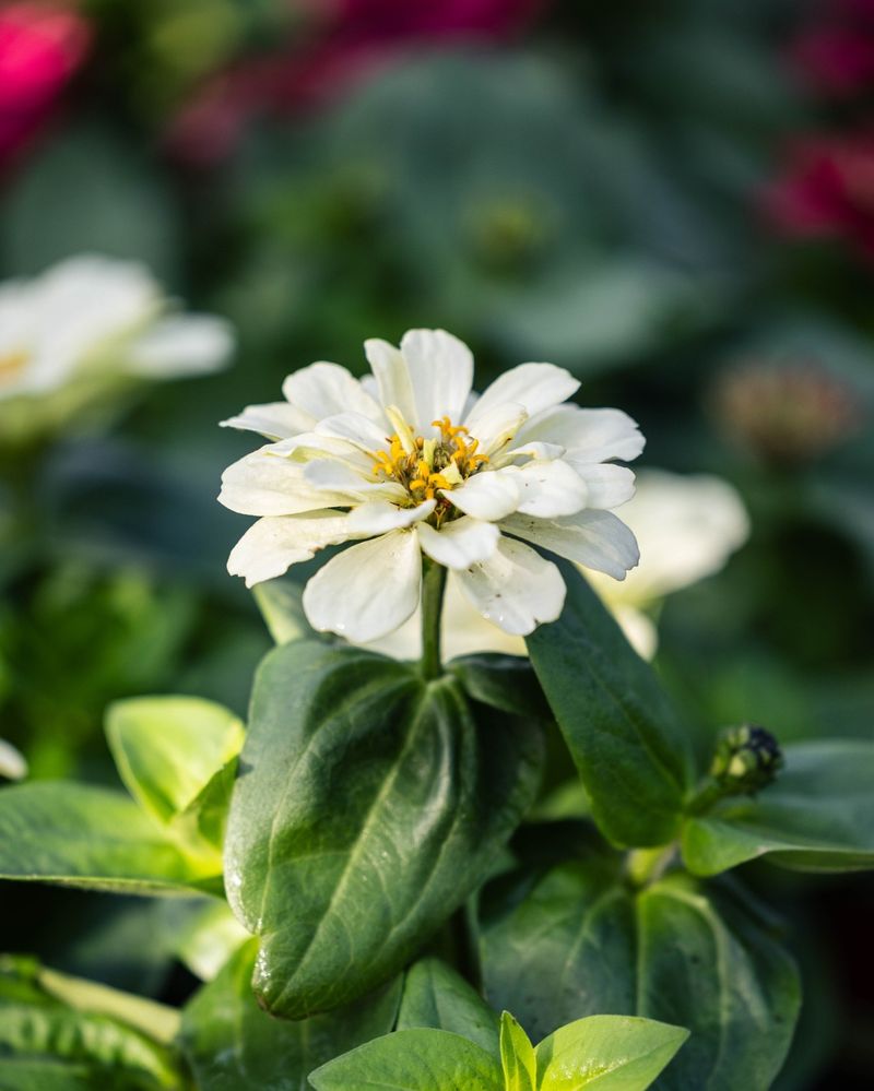 White Zinnias: Heat-Proof Performers