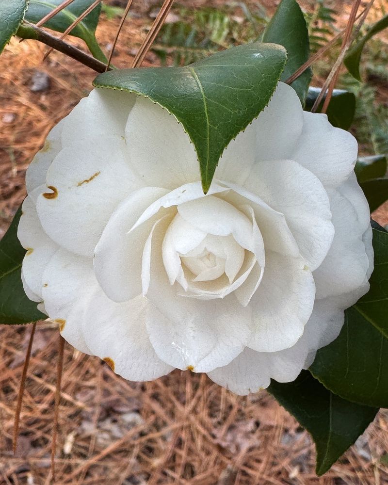 White Camellias: Humidity Haters