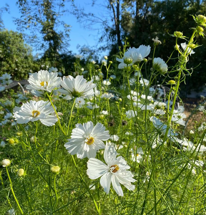 White Cosmos: Effortless Summer Elegance
