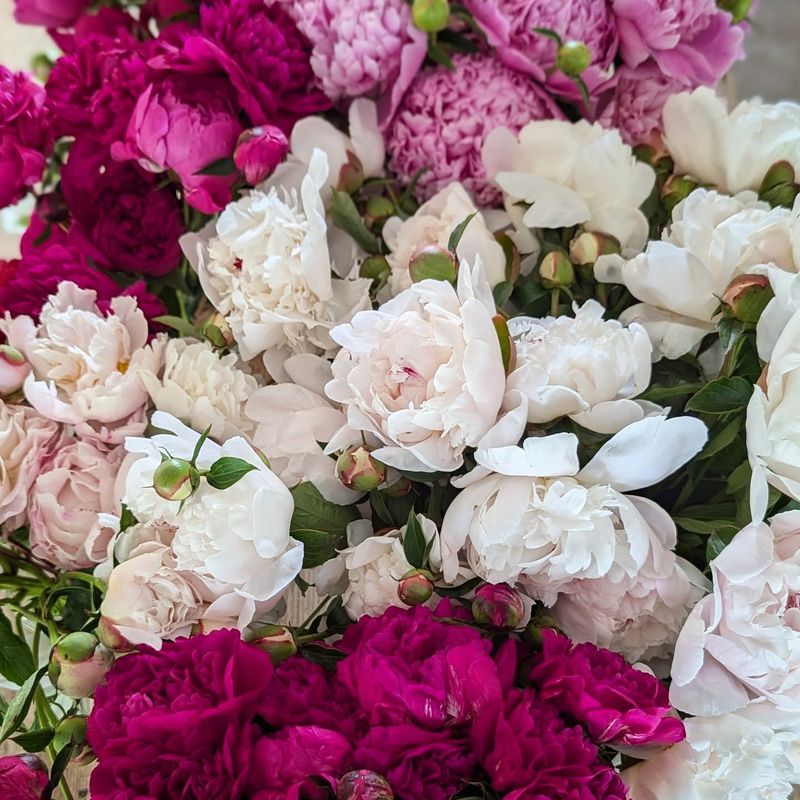 White Peonies: Brief Beauty, Long Absence