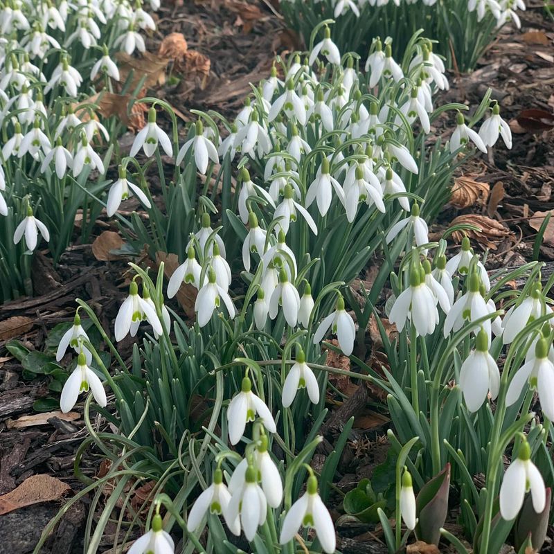 Snowdrops