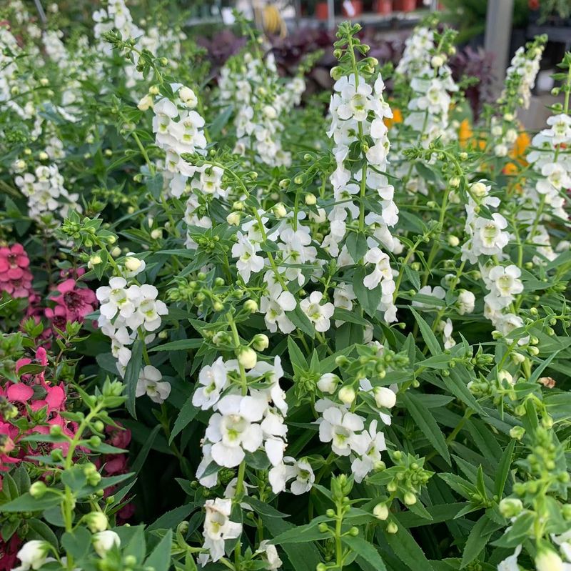 White Angelonia: Summer's Snapdragon