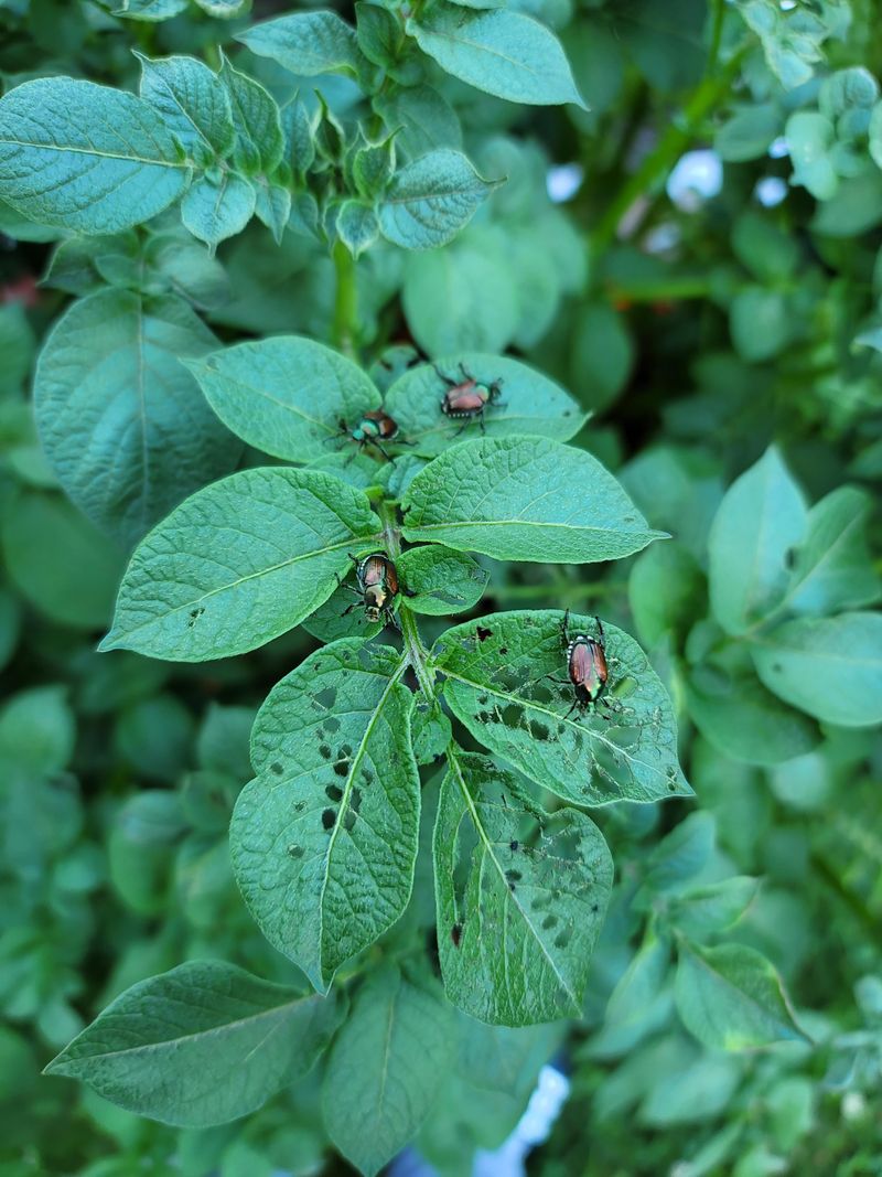 Cucumber Beetles: The Spotted Invaders