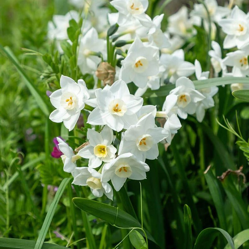 Paperwhite Narcissus