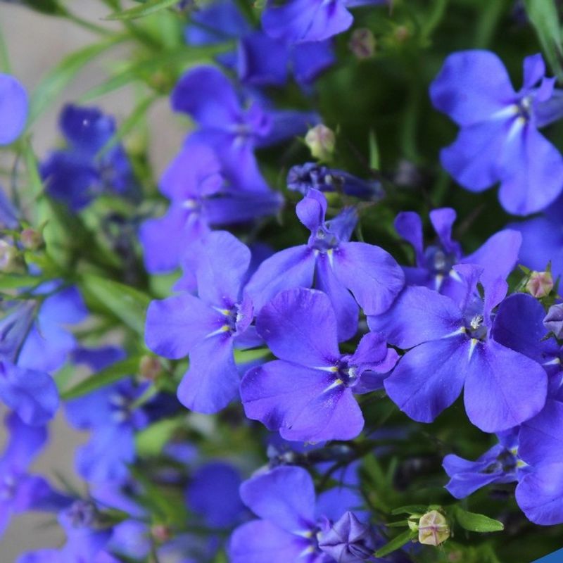 Blue Lobelia
