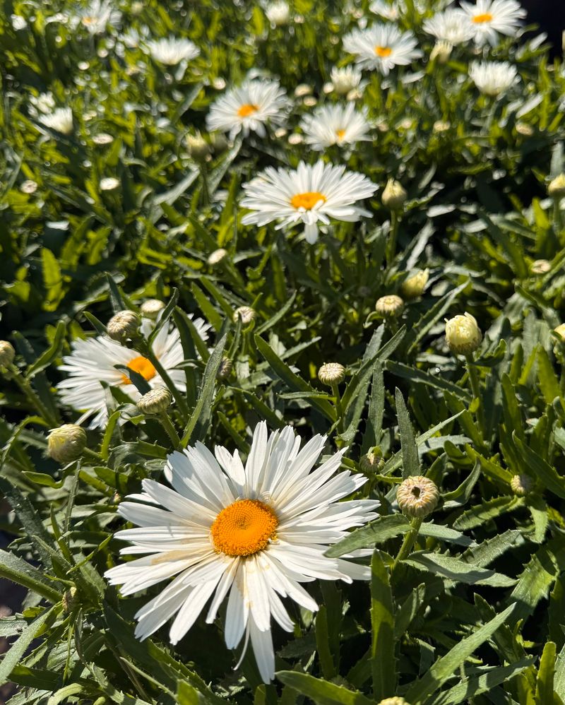 Shasta Daisies: Reliable Summer Stars