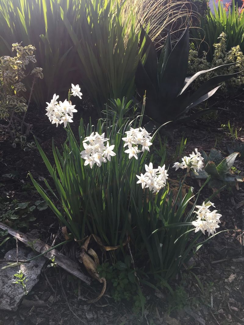 White Narcissus: Spring-Only Performers