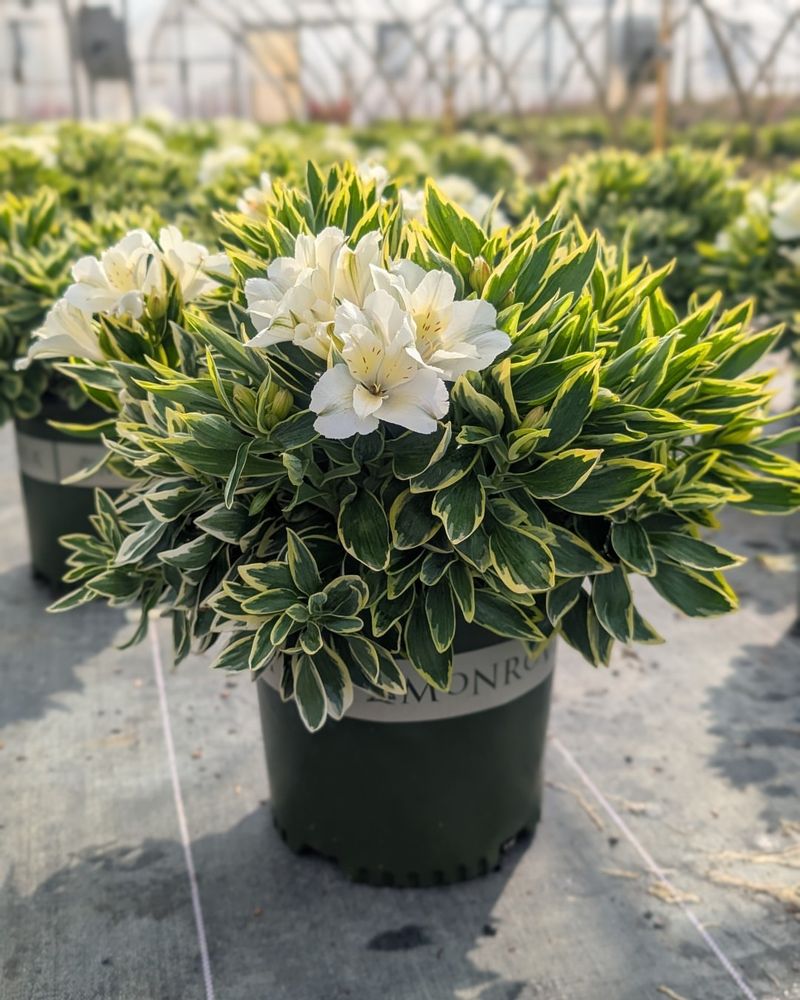 White Azaleas: Heat-Stressed and Struggling