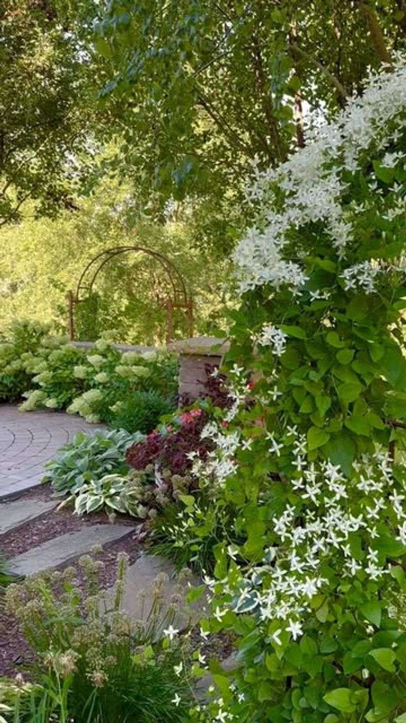 Sweet Autumn Clematis