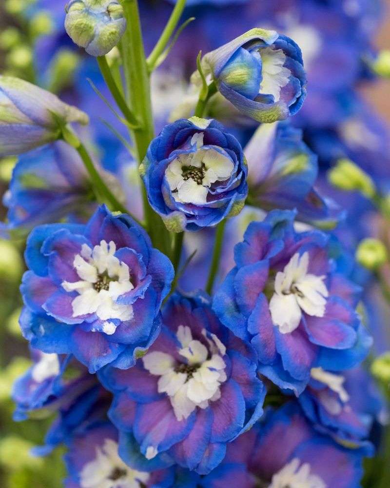 Blue Delphinium