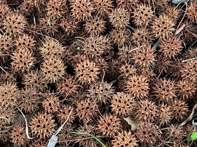 Sweetgum