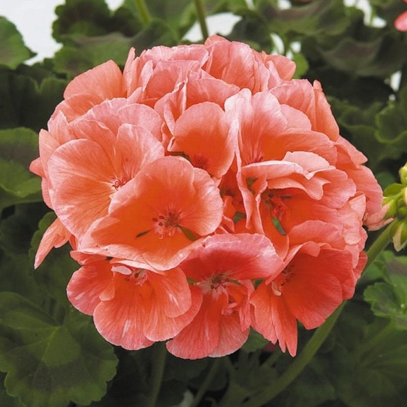 Salmon Geraniums + Silver Dusty Miller