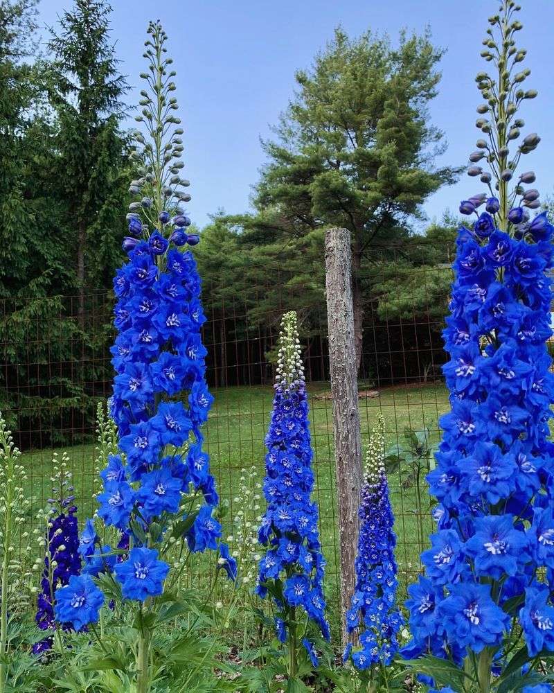 Blue Delphinium