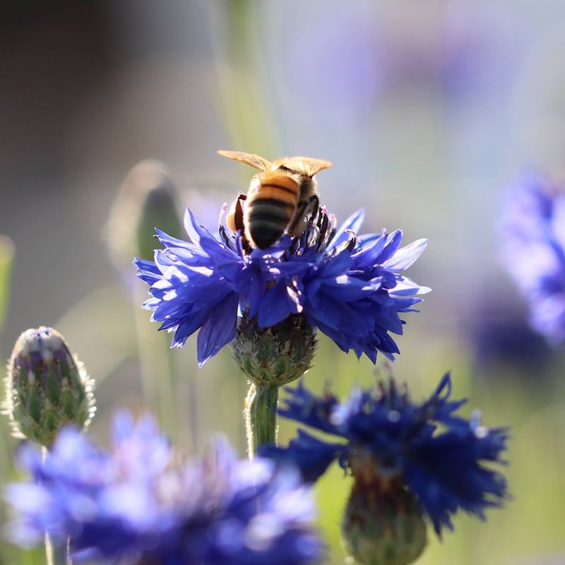 Cornflowers