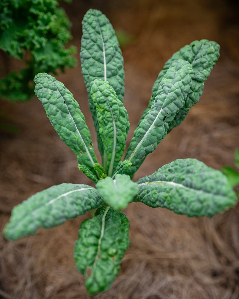 Lacinato Kale: The Dinosaur Leaf