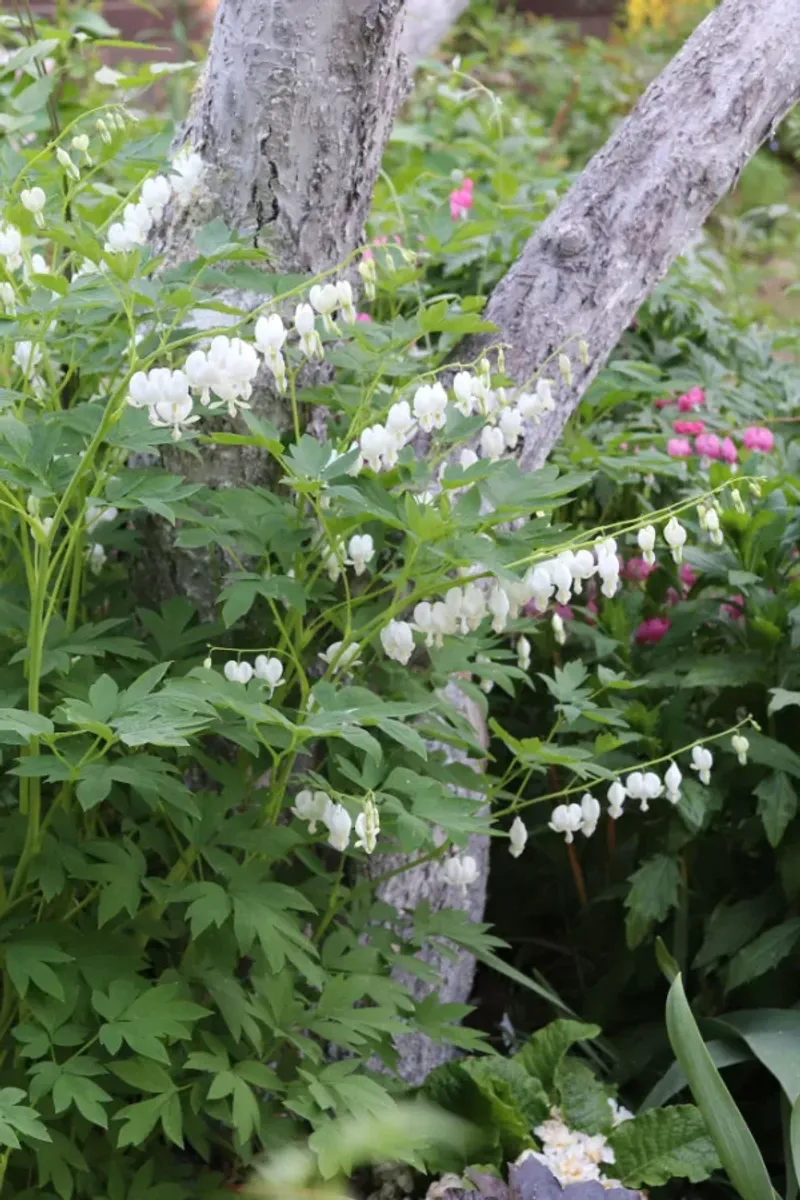 White Bleeding Heart: Summer Dormancy Blues